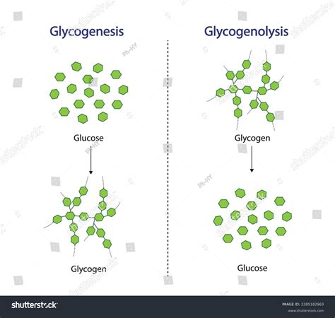 Glycogenesis Glycolysis Glycogenolysis Carbohydrates Digestion Glycogen Stock Vector (Royalty ...