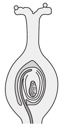 SATHEE: Chapter 01 Sexual Reproduction in Flowering Plants