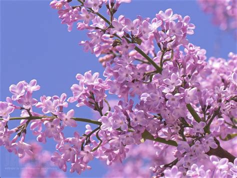 Lilac wallpaper | 2048x1536 | #51667