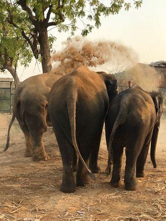 Day With Elephants (Ratnanagar) - All You Need to Know BEFORE You Go