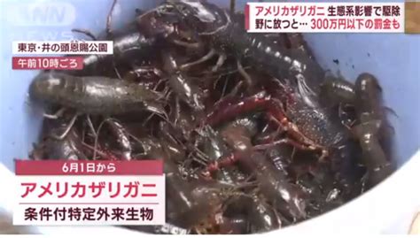 日本6月起禁止出售小龙虾，违者最高3年监禁或罚款 - 日本通