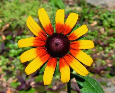 15 Beautiful Examples of Symmetry in Nature ~ OYE!!! | Patterns in ...