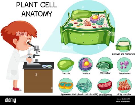 Biology Cartoon 的图像结果