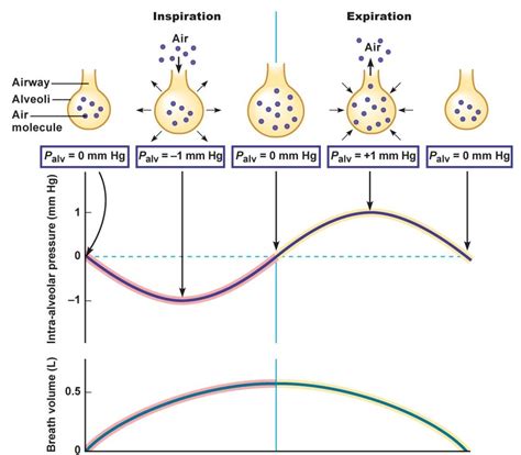 Lung Pressures and Lung Compliance - Owlcation