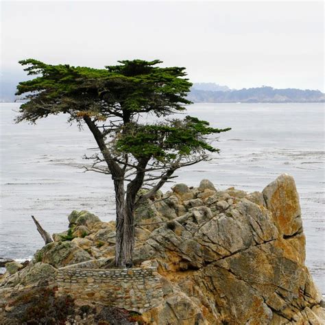 The Lone Cypress bij Pebble Beach in Monterey - Frederik Maesen