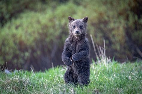 Grizzly Bears Cubs