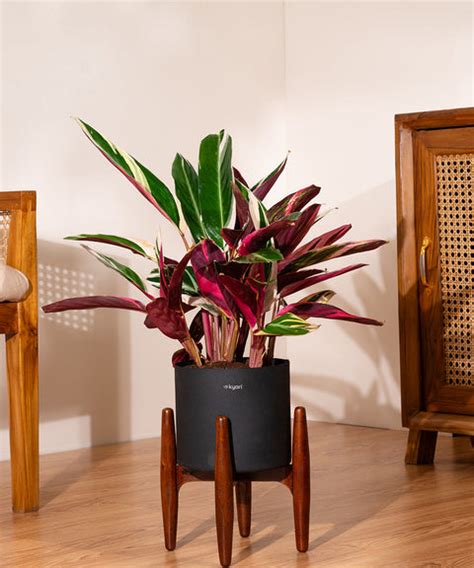 Large Indoor Plants – shop.kyari