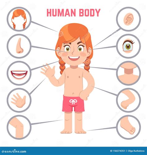 Boy And Girl. Body Parts, Anatomy Cartoon Vector | CartoonDealer.com #88316253