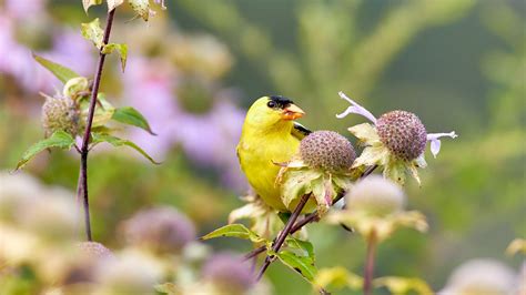 How to Attract Goldfinches in Winter: The Complete Guide