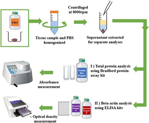 Image result for Protein Extraction Simple Protocol