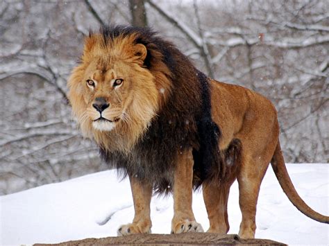 The Lion | Interesting Facts About King Of Jungle | Animals Lover