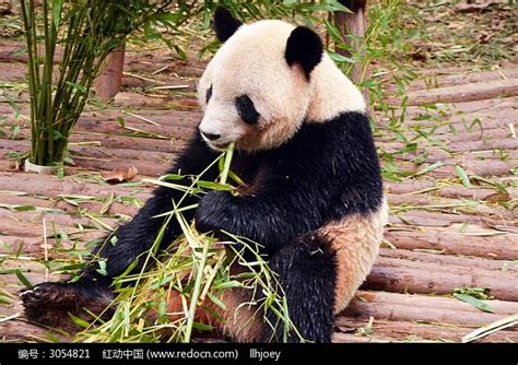 大熊猫高清图片下载_红动网