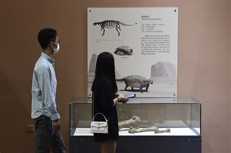 北京自然博物馆：“龙行戈壁——内蒙古白垩纪恐龙展”开展 - 化石网