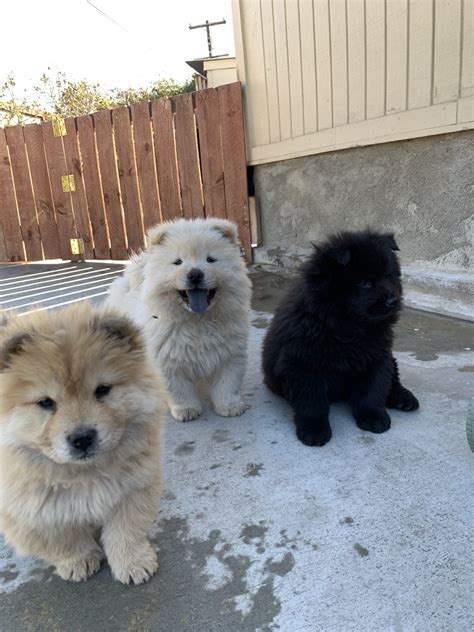 Chow Chow Puppies For Sale | San Diego, CA #321027