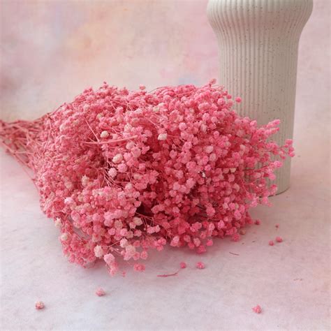 Baby's Breath – Floral Forest Wholesale
