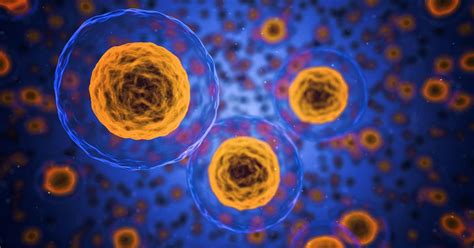 Explainer: What are T cells and B cells? And how can they help fight ...