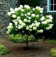 Image result for Limelight Hydrangea Tree