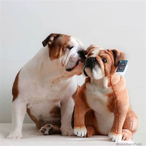 Bulldog Stuffed Animal - Custom Gifts | Petsies