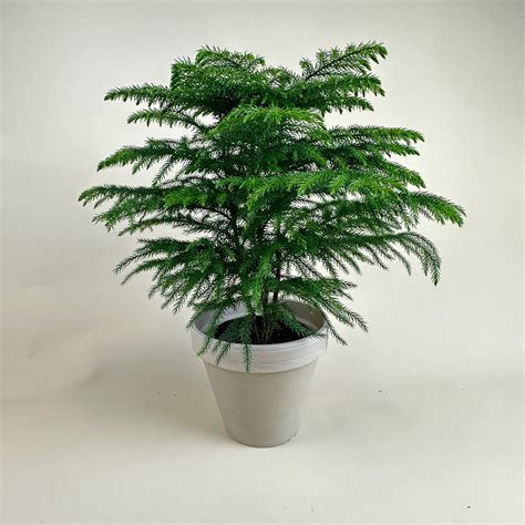 Norfolk Island Pine Houseplant Care Norfolk Island Pine Care Guide: A