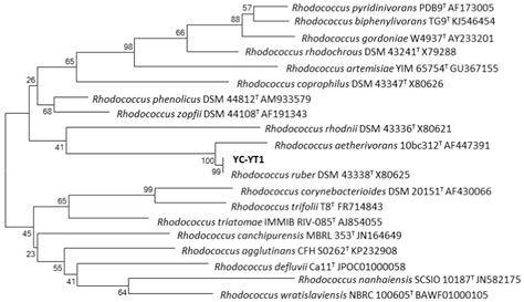 Biodegradation of Di-(2-ethylhexyl) Phthalate by Rhodococcus ruber YC ...