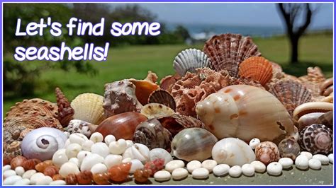 Finding Sea Shells 的图像结果