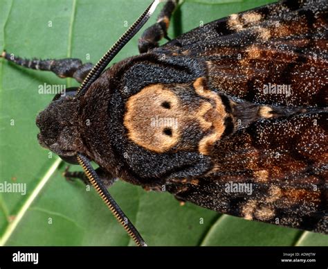 Deaths head hawk moth hi-res stock photography and images - Alamy