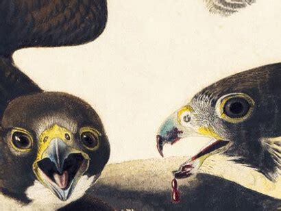 Audubon’s Birds of America Focus Gallery | Meer