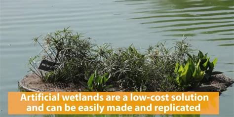 Reviving a Lake using Artificial Wetlands in Delhi