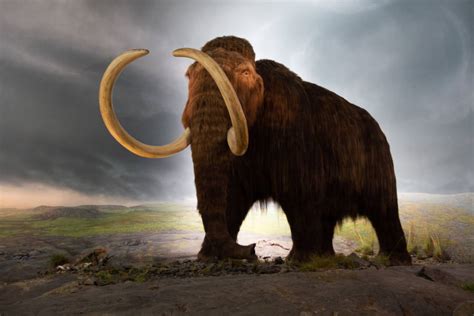 Image result for ivory mastodon