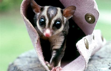 Sugar Glider | San Diego Zoo Animals & Plants