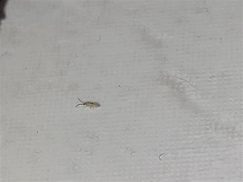 Found on the bathroom, we think thrip or springtail, but any other ...
