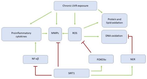 Sirtuin 1 and Skin: Implications in Intrinsic and Extrinsic Aging—A ...