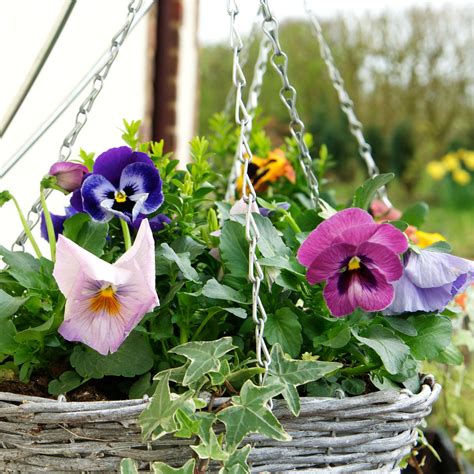 When to plant winter pansies to bloom over the colder months | Ideal Home