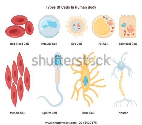 Image result for Human Cell Types and Functions
