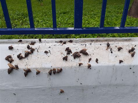 Snails eating paint? : r/snails