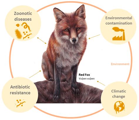 Ecosystem Of Red Fox
