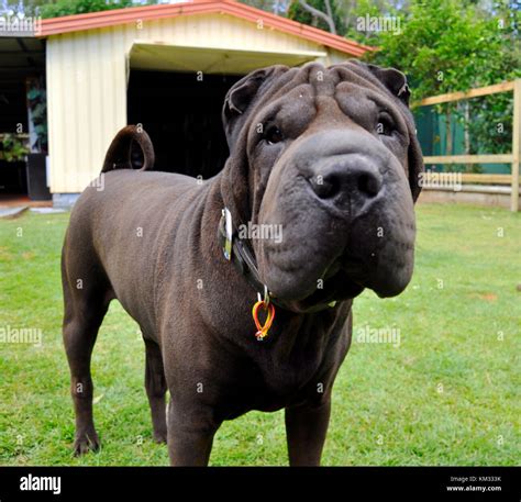 Black Shar Pei High Resolution Stock Photography and Images - Alamy