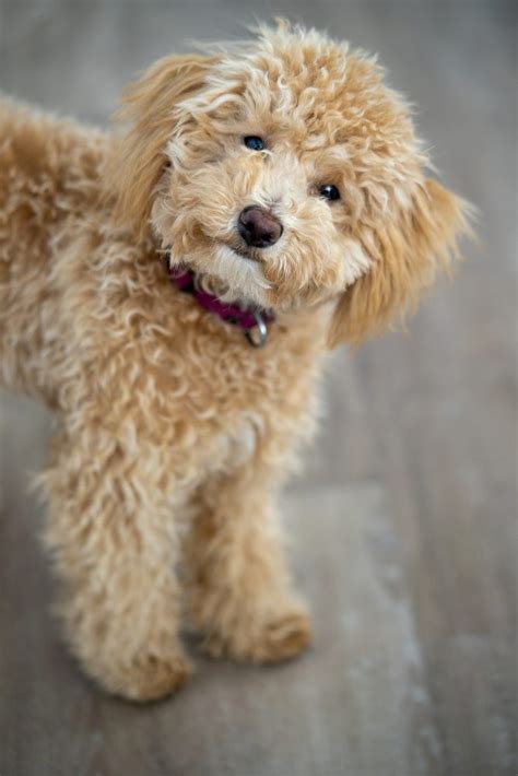Mini Goldendoodle: Your Complete Guide - Dog Academy