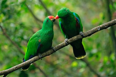 Green Parrot Wallpaper