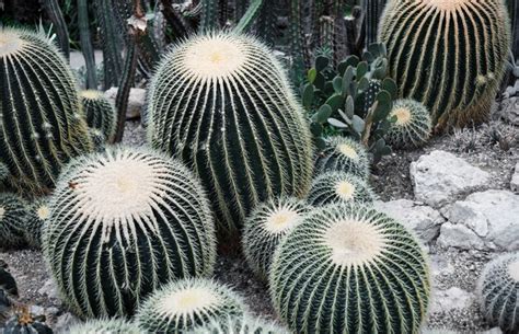 Cacti in the greenhouse of the botanical garden. | Premium Photo