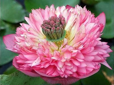 Buy Florona Rare POLYPHYLL PINK color LOTUS SEEDS - Nelumbo Nucifera 15 ...