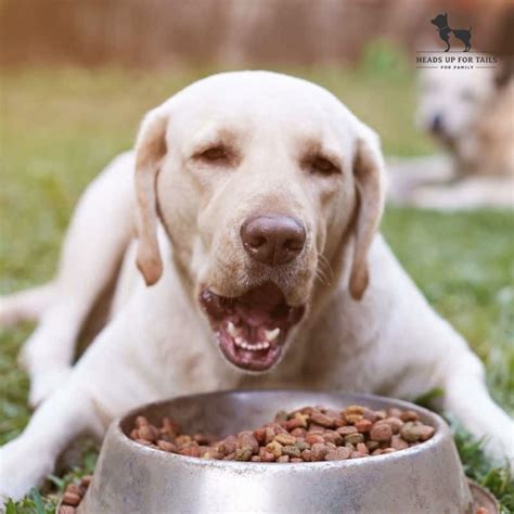 Why Do Dogs Bury Things?