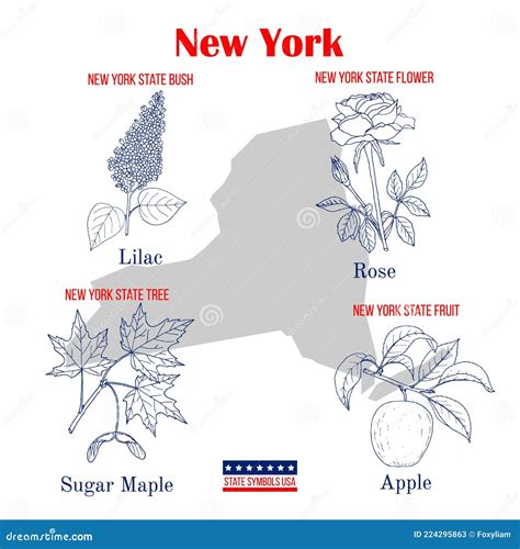 New-York. Set of USA Official State Symbols Stock Vector - Illustration ...