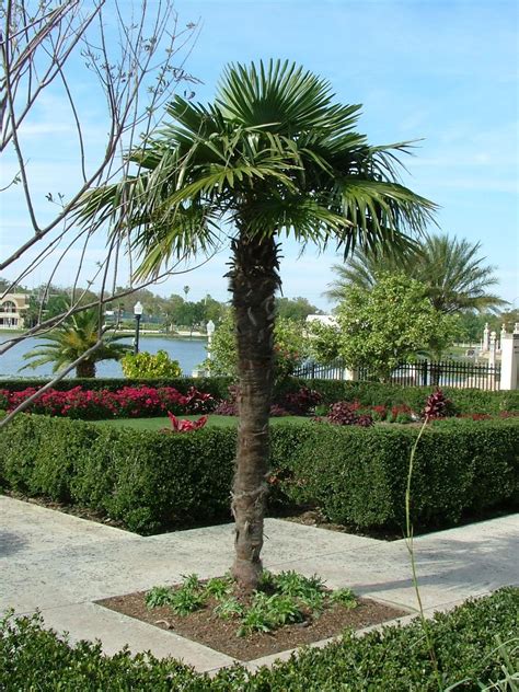 Cold Hardy Palm Trees - species and the regions where they grow ...
