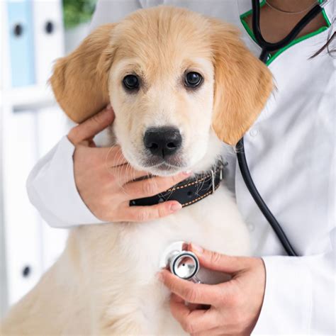 Best Vet Hospital In Framingham, MA | Slade Veterinary Hospital