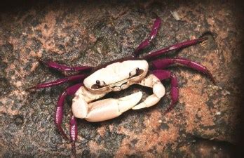Ghatiana Dwivarna: New Crab Species – GKToday