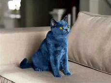 blue cats smarties blue cat commercial blue cats smarties blue cat commercial
