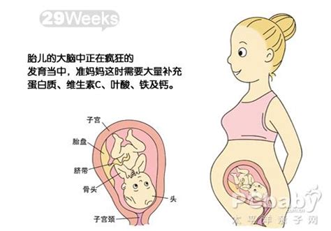 【怀孕29周】怀孕29周胎儿图 怀孕第29周检查注意什么 - 妈妈育儿网