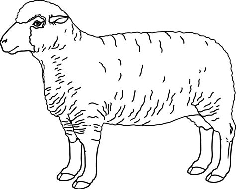 Sheep Coloring Pages Preschool at GetColorings.com | Free printable ...