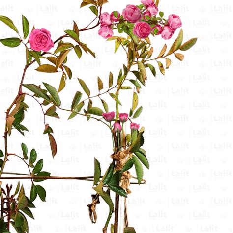 Creeping Rose "Pink" - Plant – Lalit Enterprise